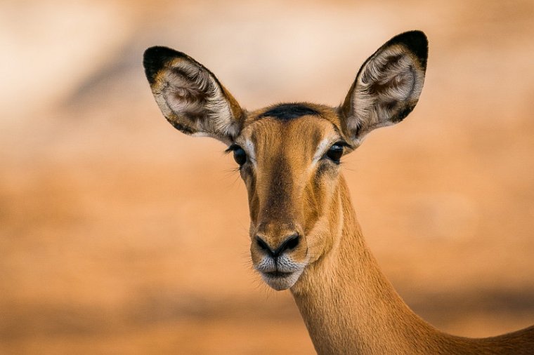 027 Botswana, Chobe NP, impala.jpg
